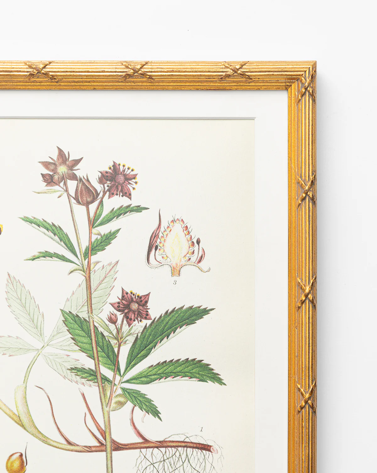 Botanical Study No. 2 - Image 2