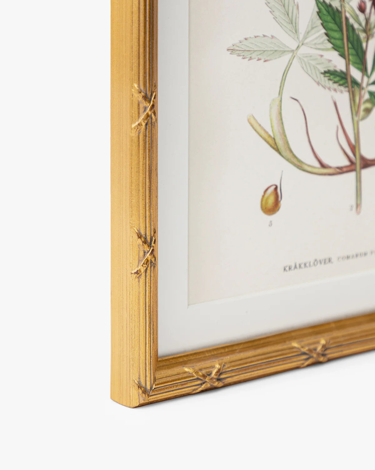 Botanical Study No. 2 - Image 3