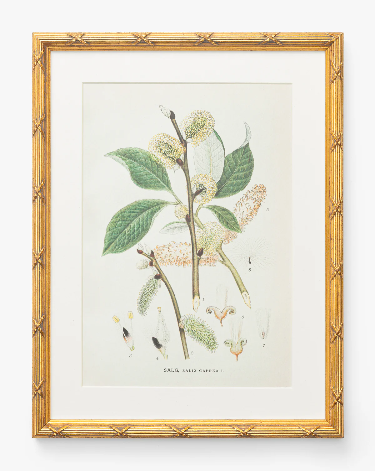 Botanical Study No. 3