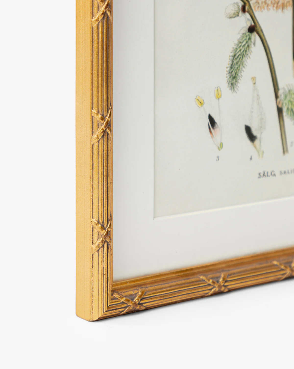 Botanical Study No. 3 - Image 3