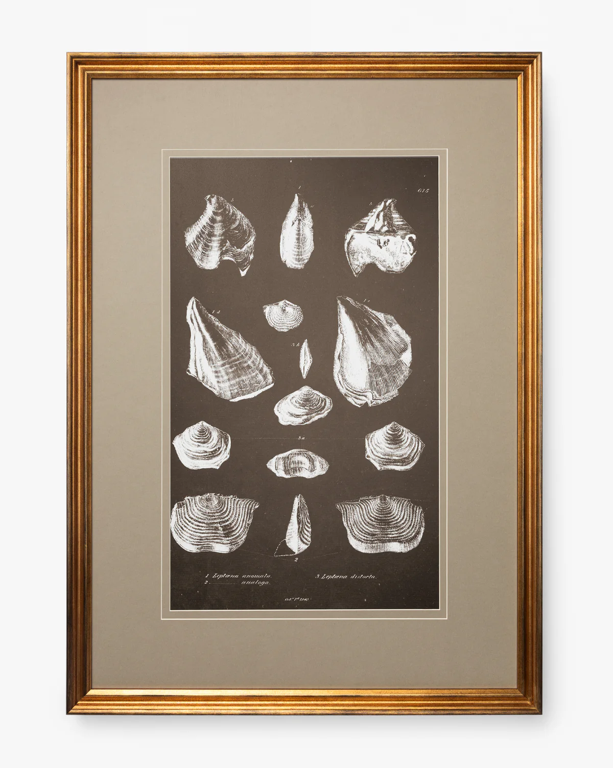 Conchology Study