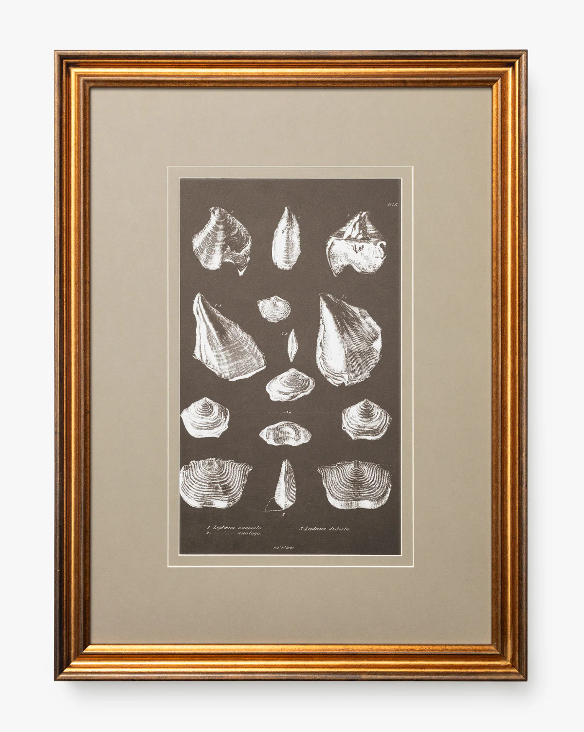 Conchology Study Triptych No. 1