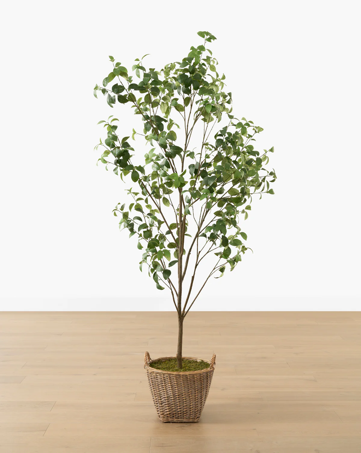 Faux Tangerine Tree - Image 4