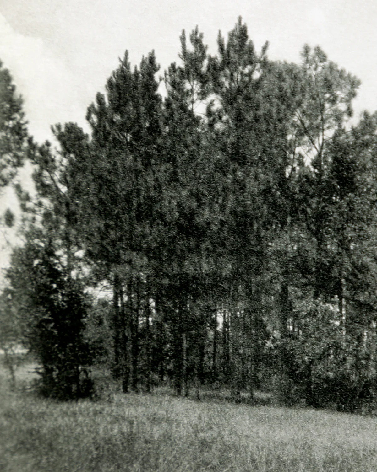 Muted Florida Pines by Carol Haymon - Image 4