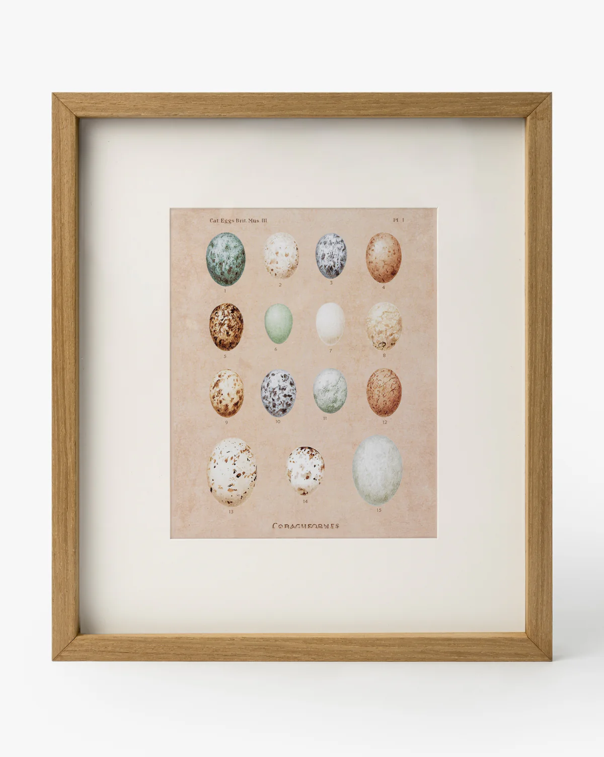 Ornithology Art - Image 2