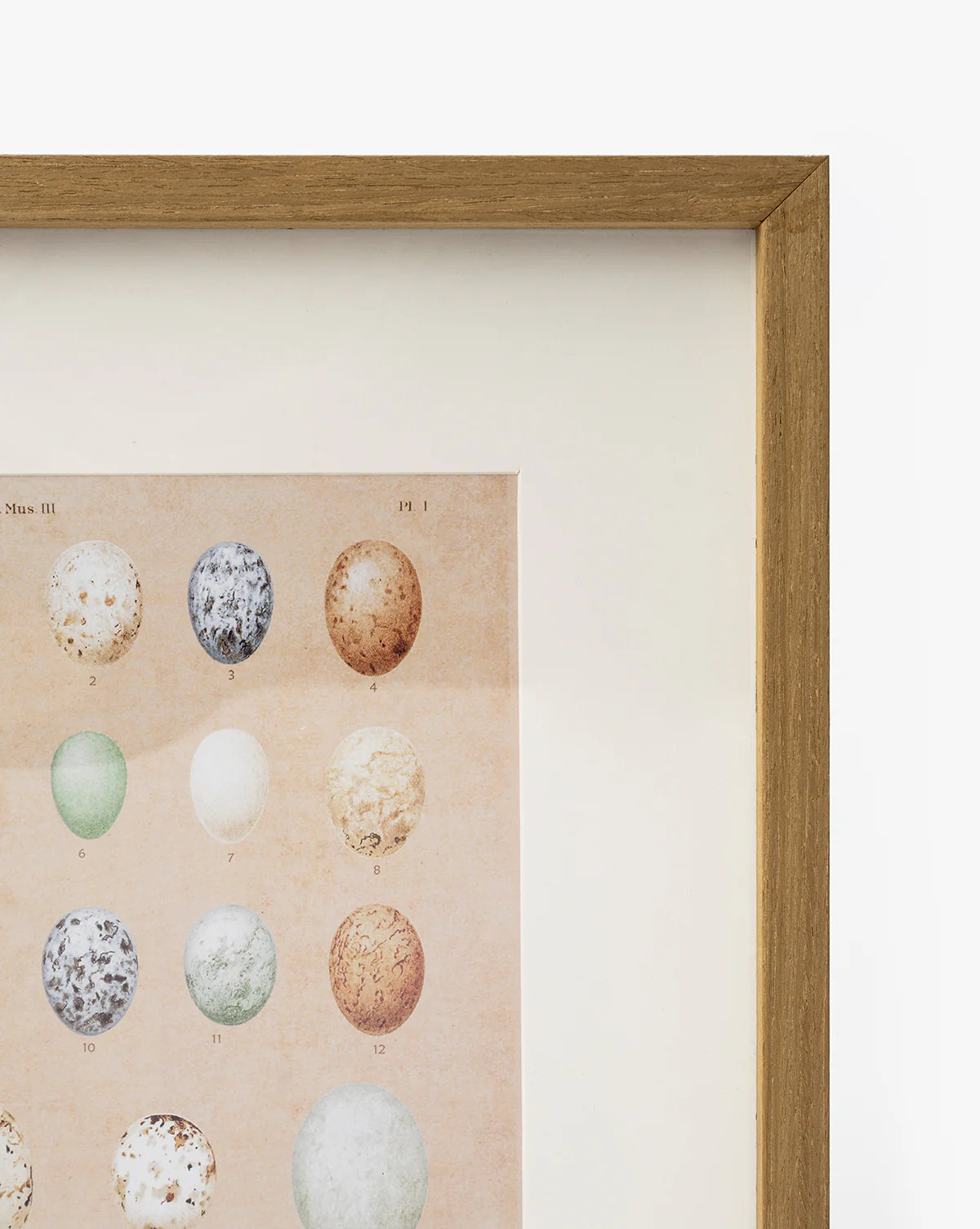 Ornithology Art - Image 3