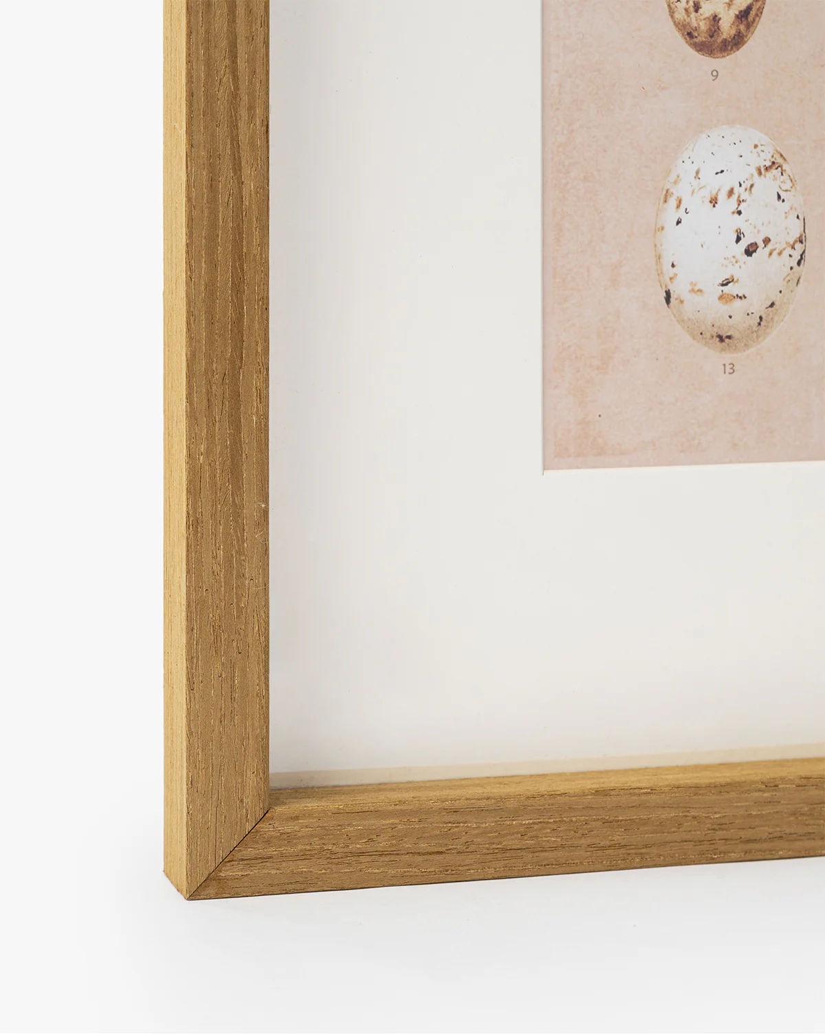 Ornithology Art - Image 4