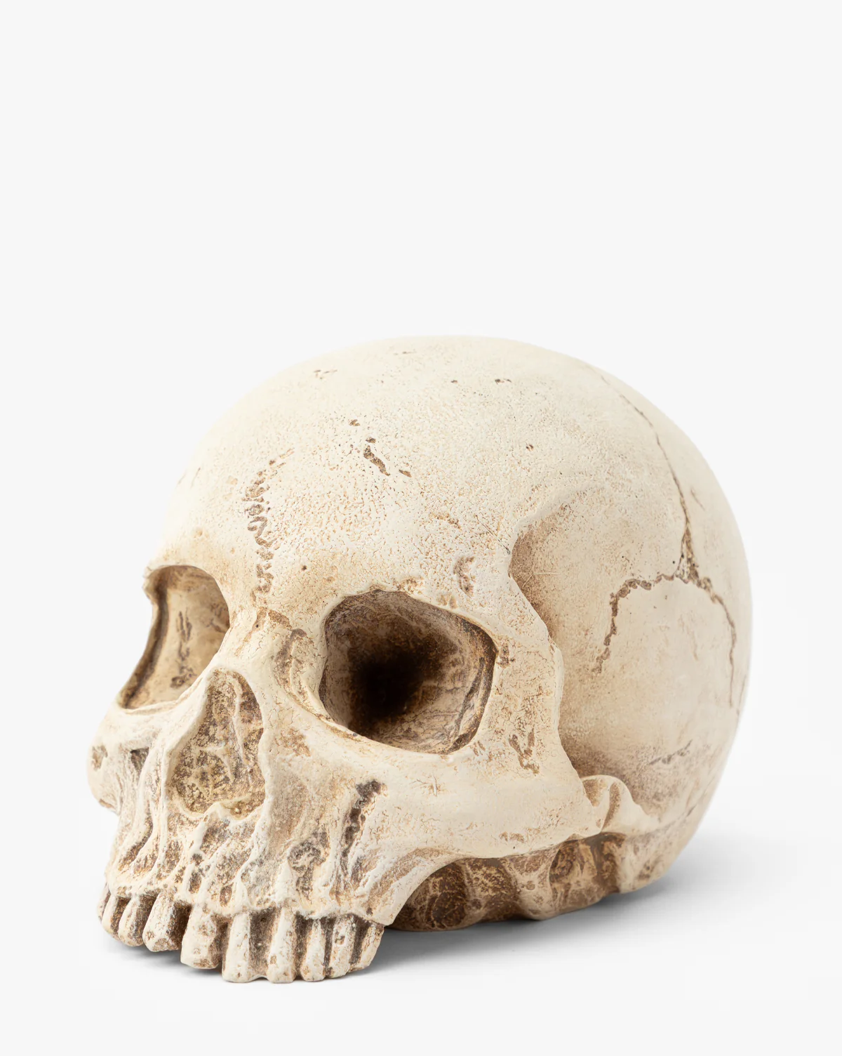 Resin Skull Object - Image 2