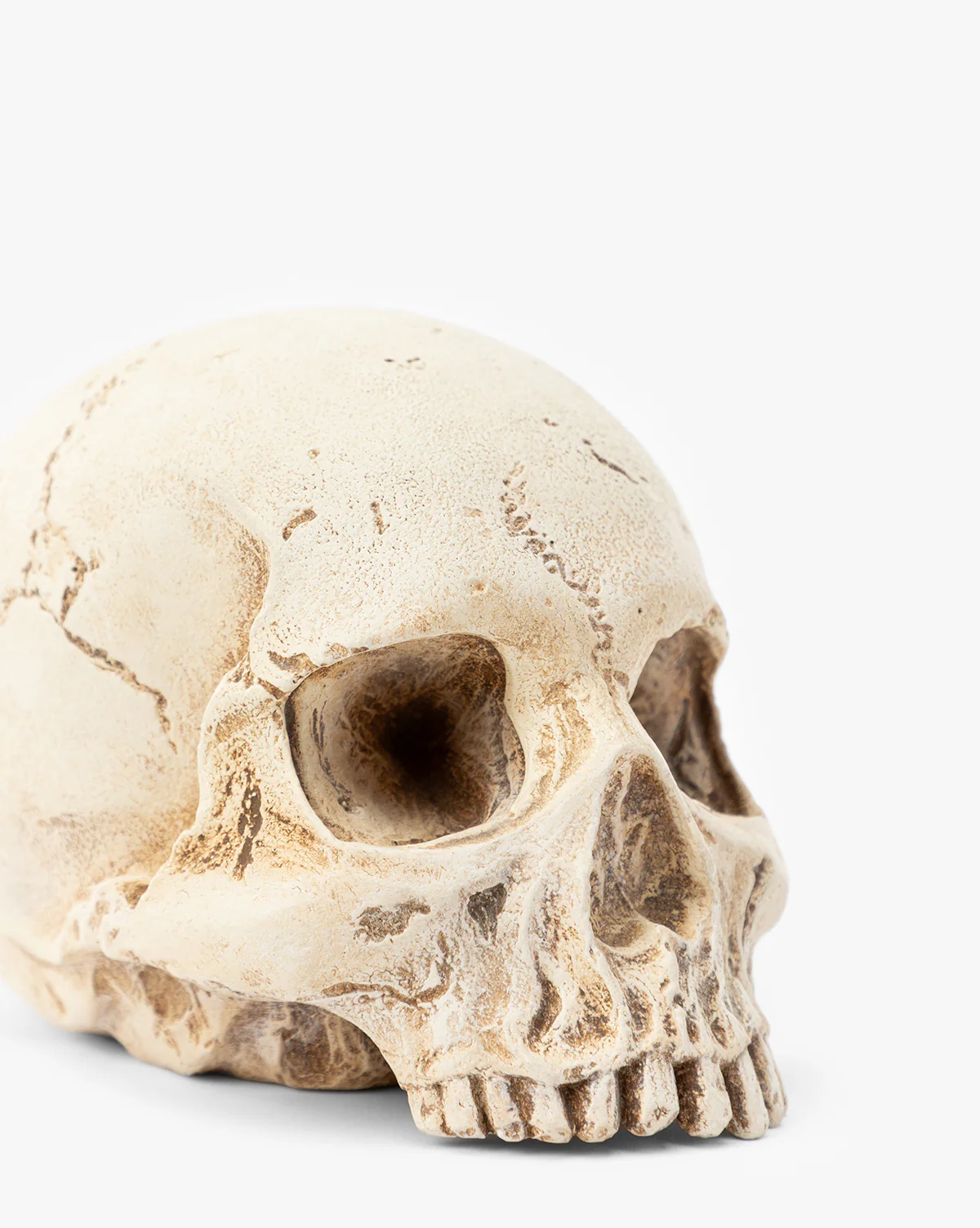 Resin Skull Object - Image 3