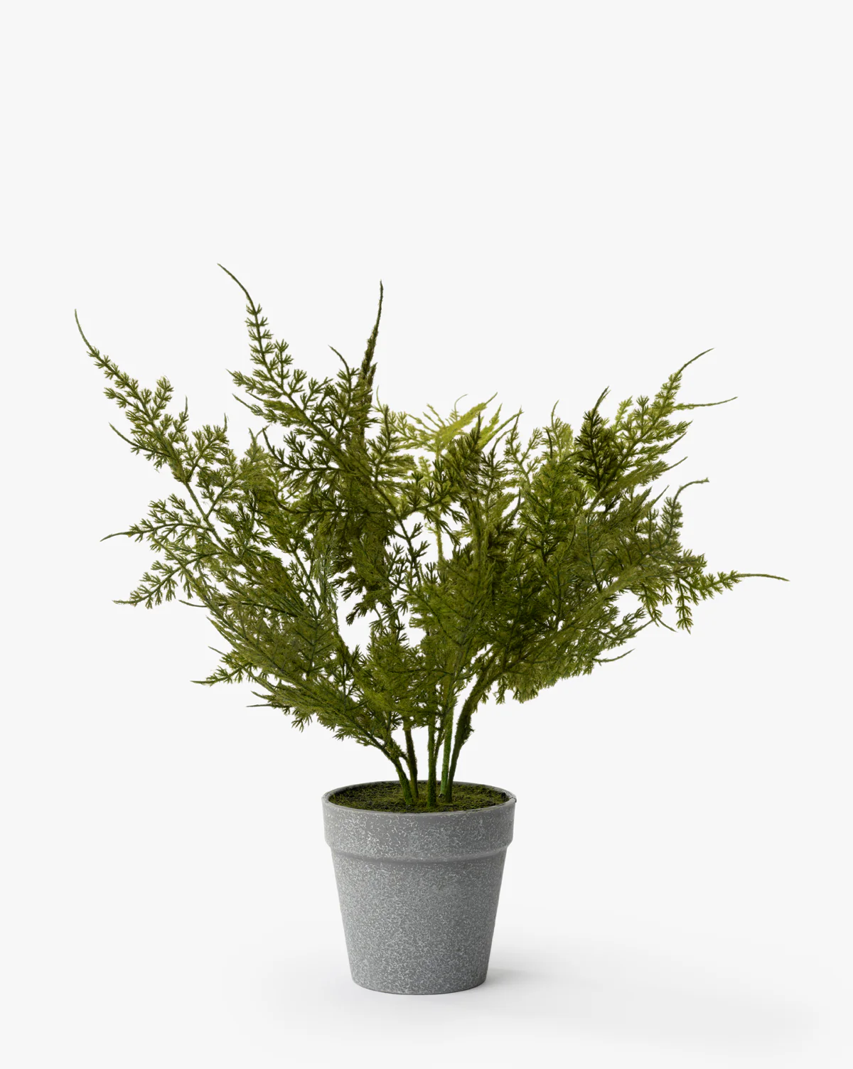 Plumosa Fern Drop-In - Image 4