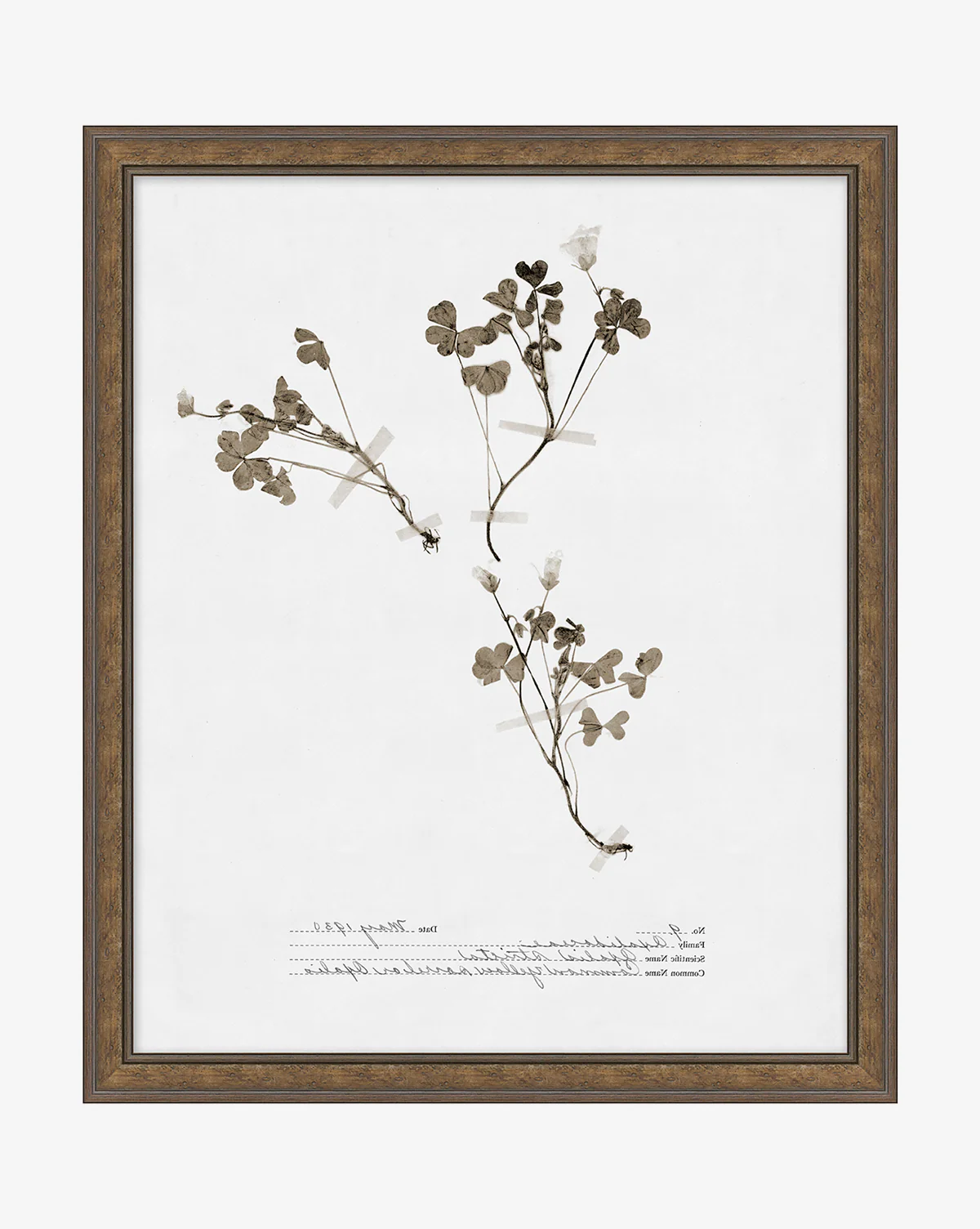 Subdued Botanicals I