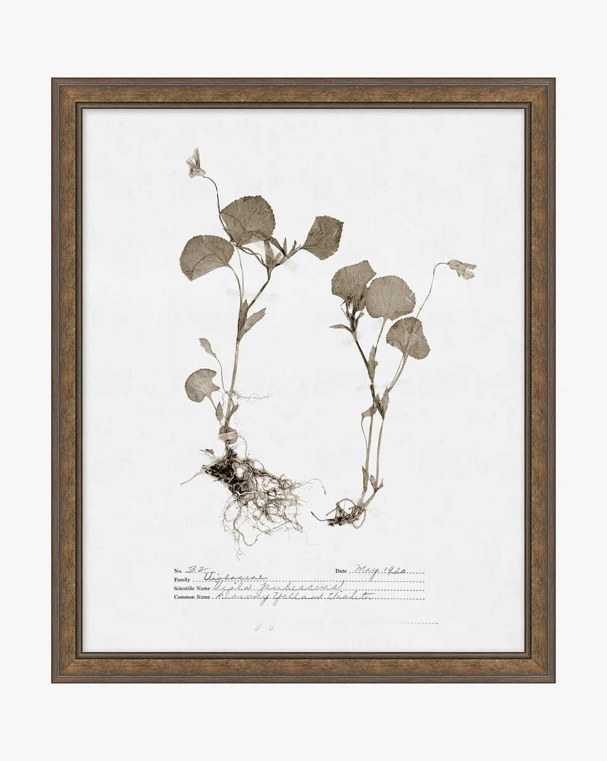 Subdued Botanicals II