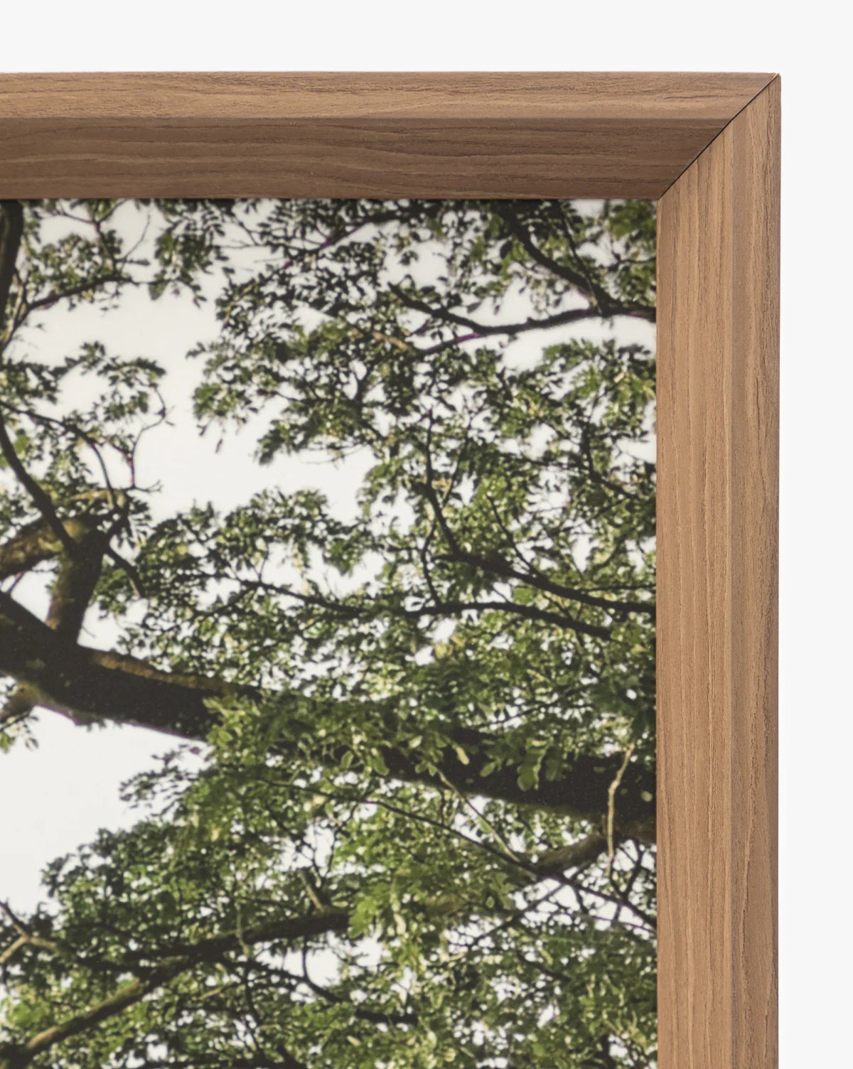 Treetops - Image 4