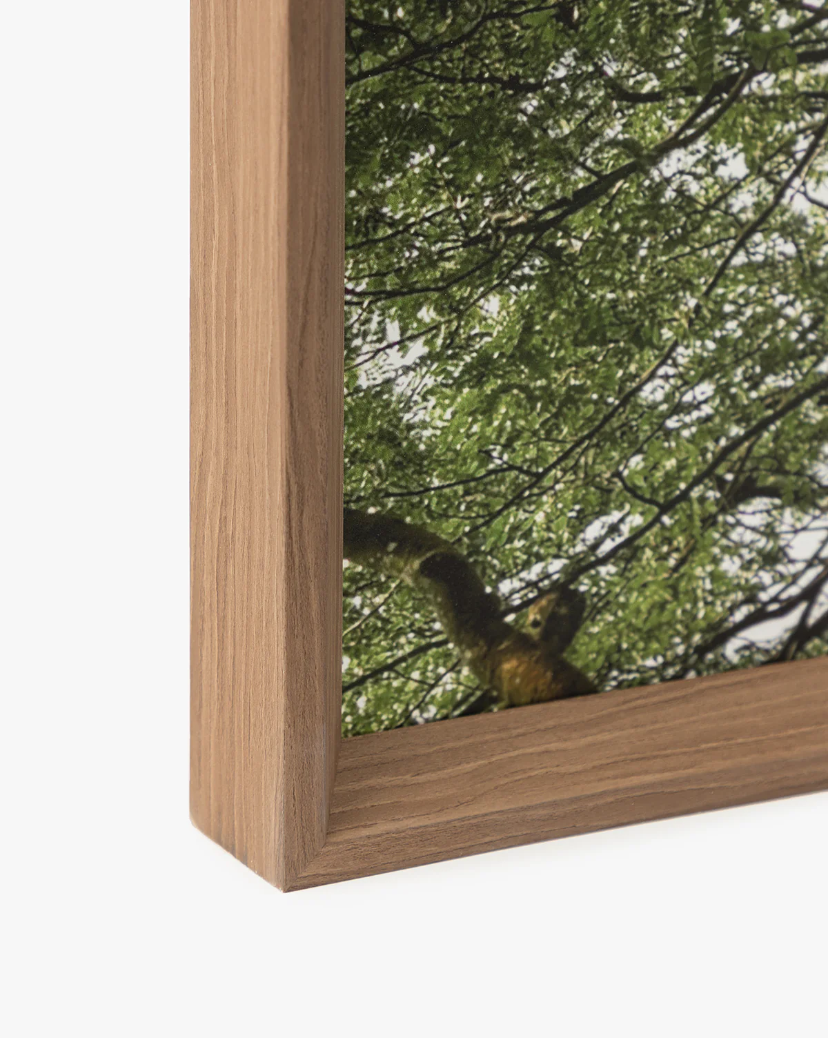 Treetops - Image 5