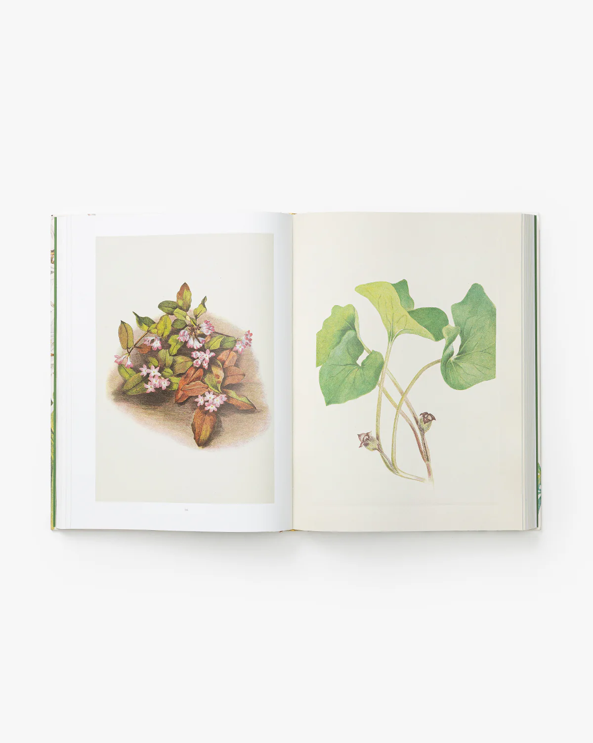 Wild Flowers of North America - Image 3
